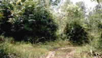 https://ww17.ohoproperty.com/2949/ธนาคารกรุงไทย/ขายที่ดินเปล่า/บาโงสะโต/ระแงะ/นราธิวาส/