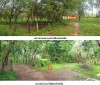 https://ww17.ohoproperty.com/198507/ธนาคารกรุงไทย/ขายที่ดินเปล่า/คำตากล้า/คำตากล้า/สกลนคร/
