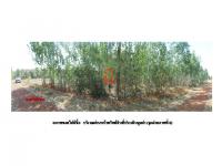 ที่ดินหลุดจำนอง ธ.ธนาคารออมสิน นาคำ วานรนิวาส สกลนคร